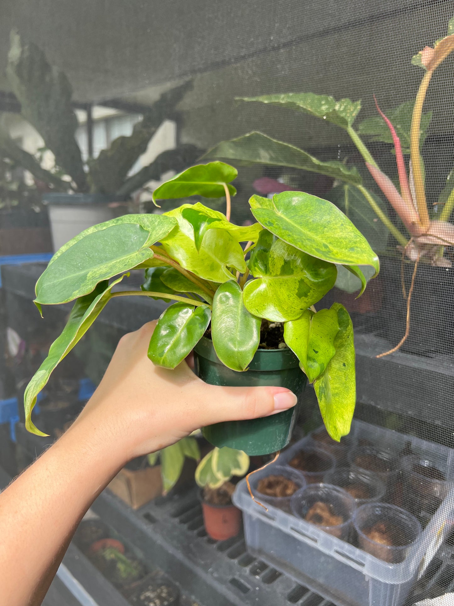 4” Philodendron Burle Marx Mint