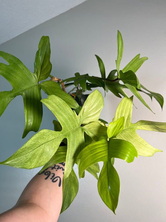 6” Philodendron Florida Ghost Mint