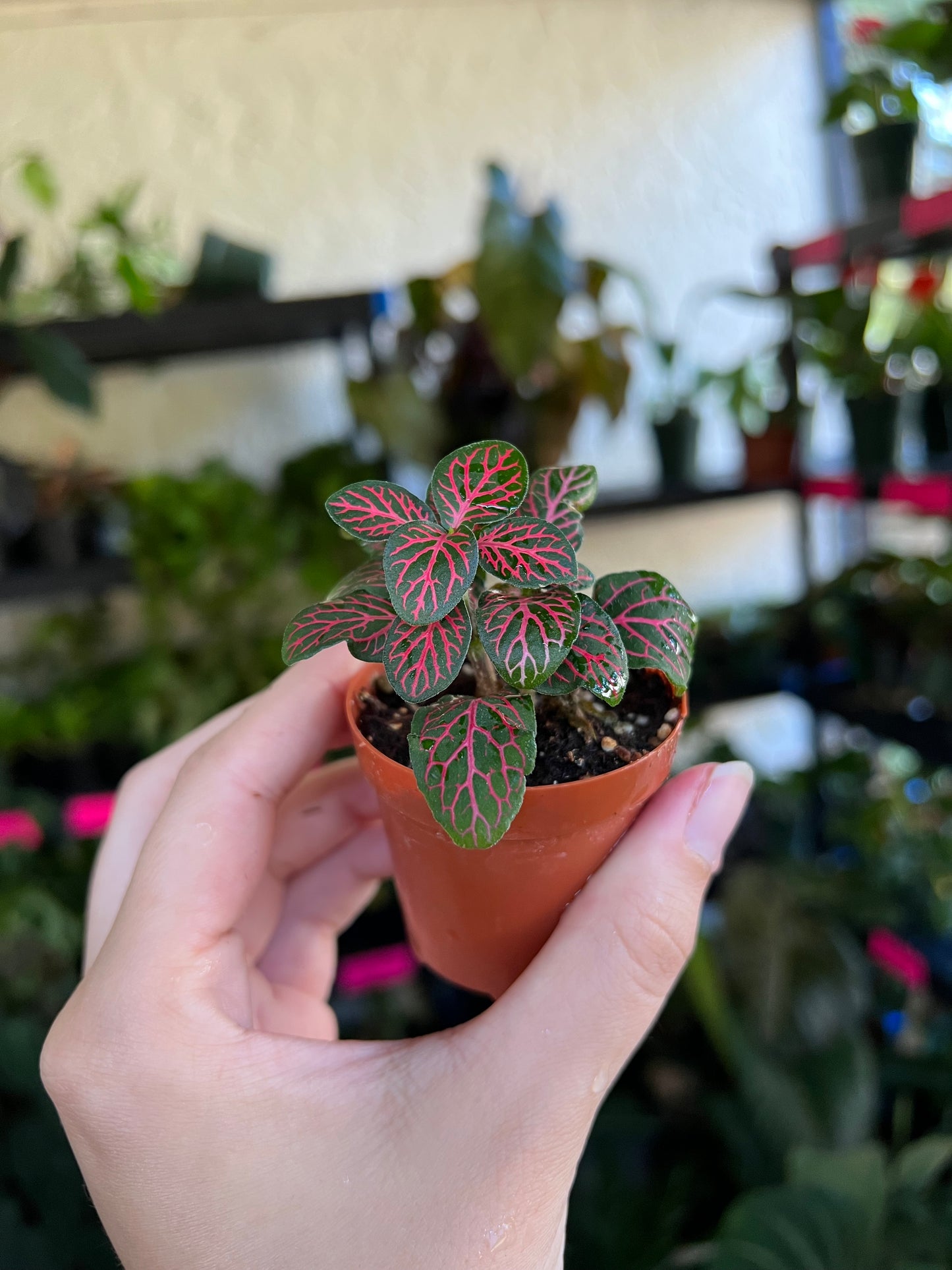 2” Red Nerve Plant