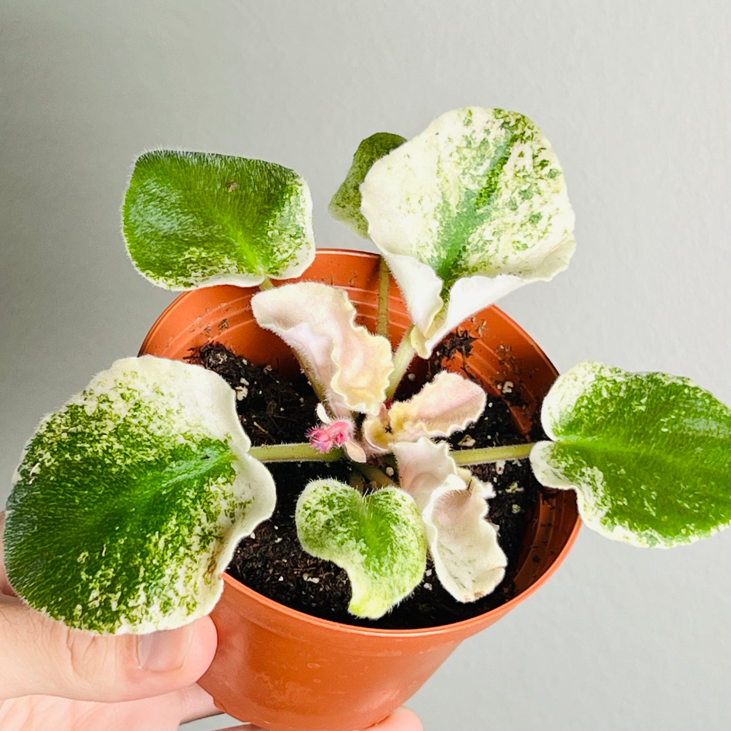 4” African Violet ‘Harmony’s Purple Passion’