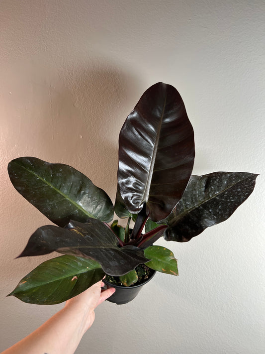 6” Philodendron Black Cardinal