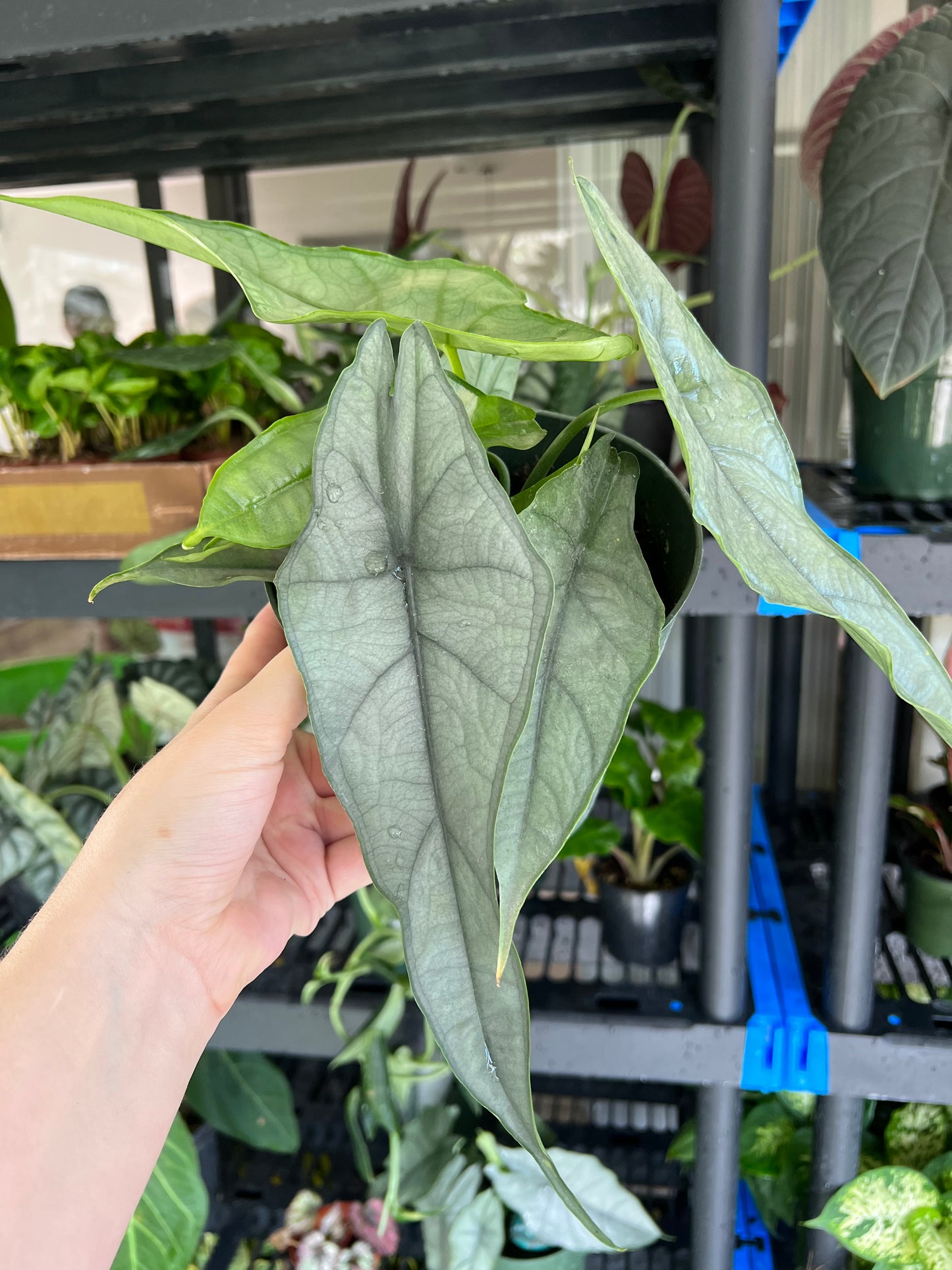 6” Alocasia Dragons Breath