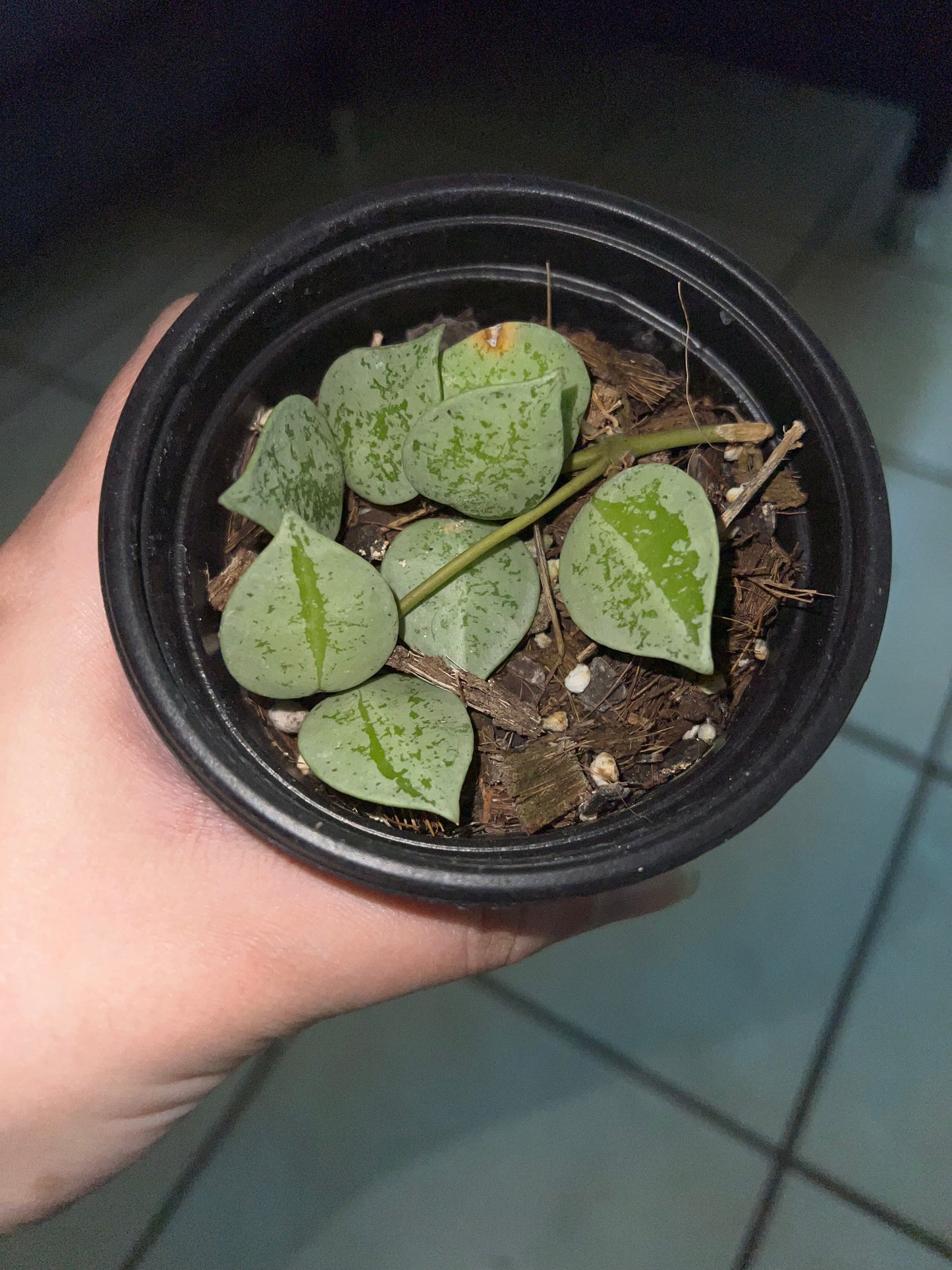 4” Hoya Krohniana Super Silver Starter