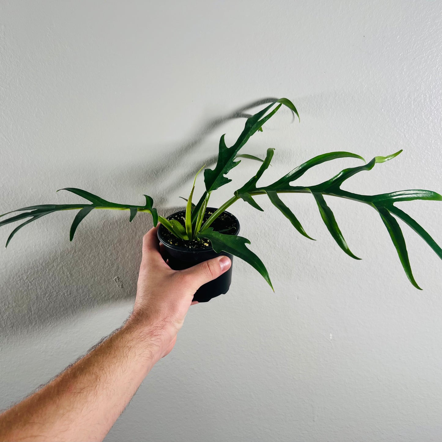 4” Philodendron Tortum