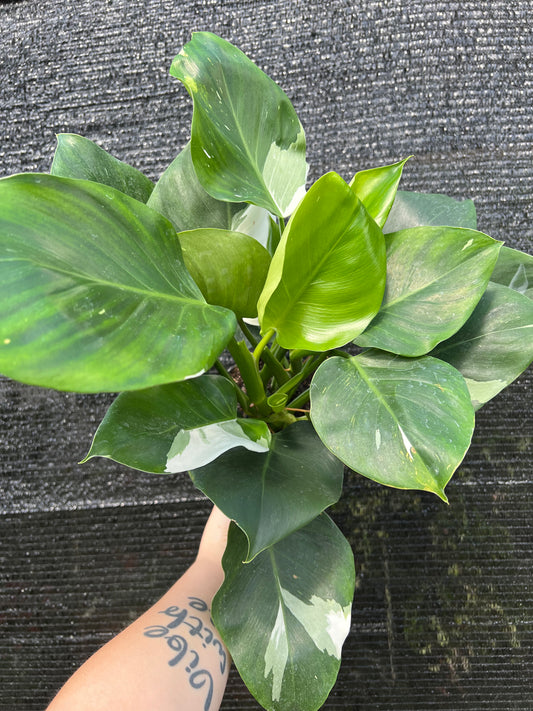 6” Philodendron White Wizard