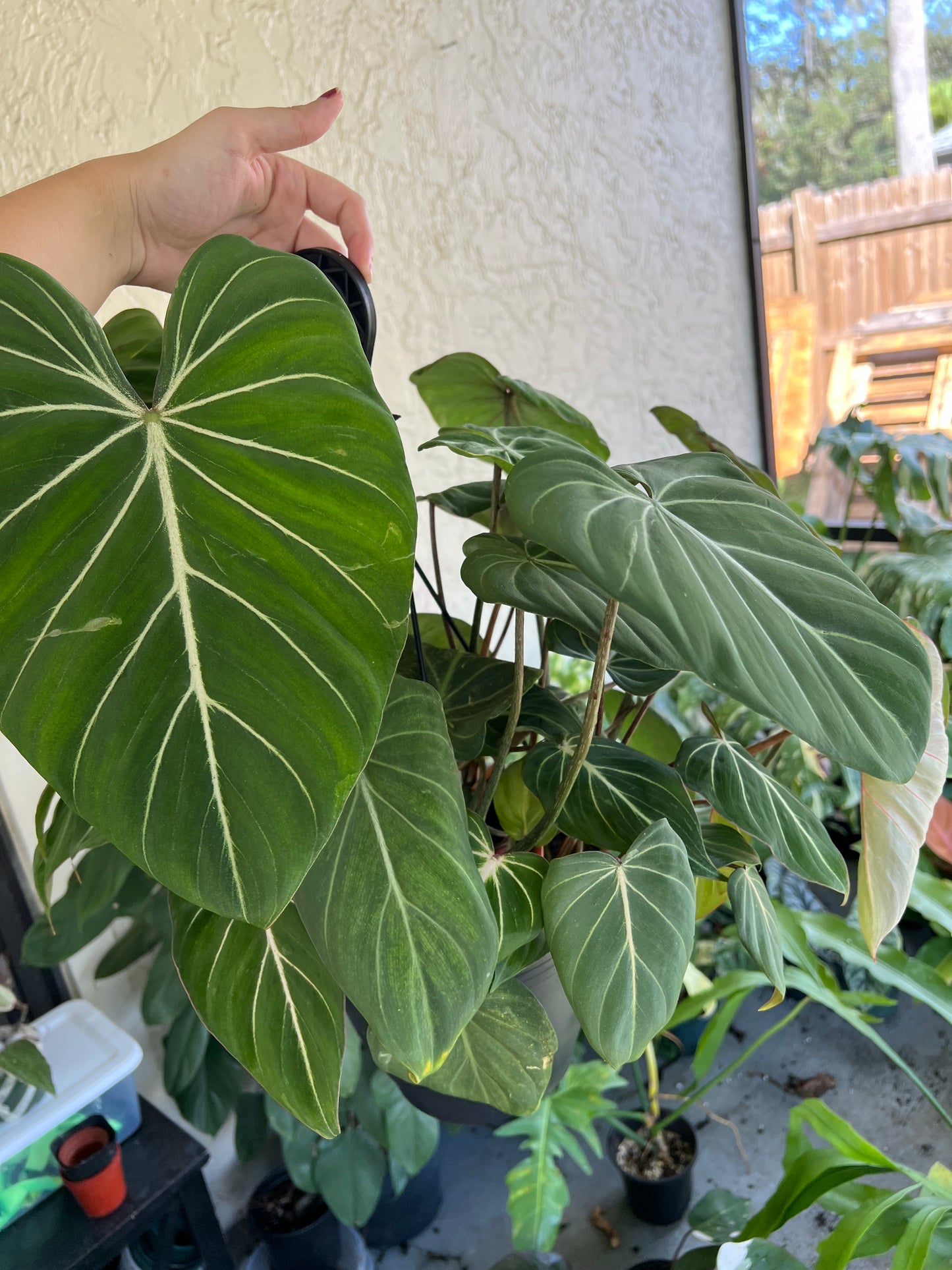 8” Philodendron Gloriosum Hanging Basket