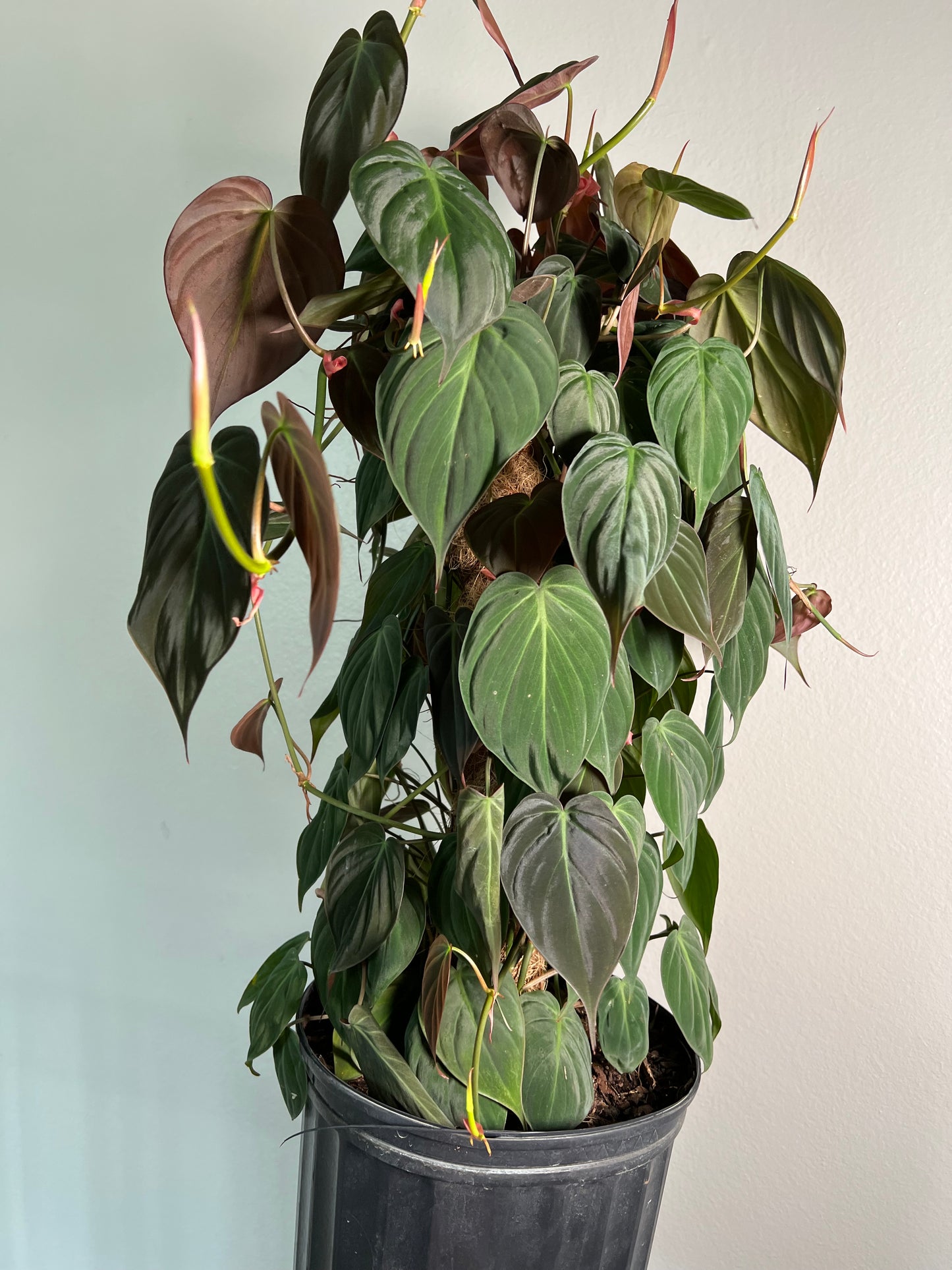 8” Philodendron Micans Pole