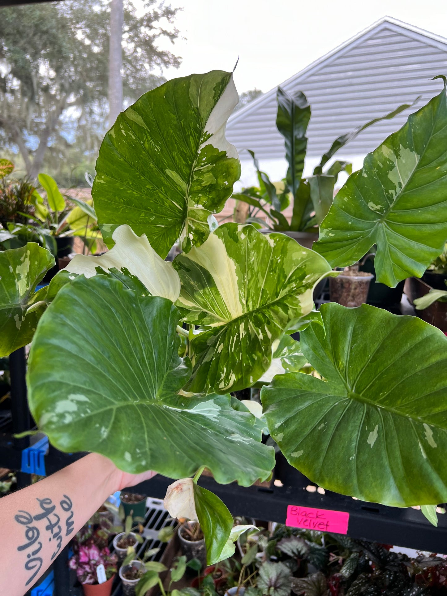 6” Alocasia Macc Albo