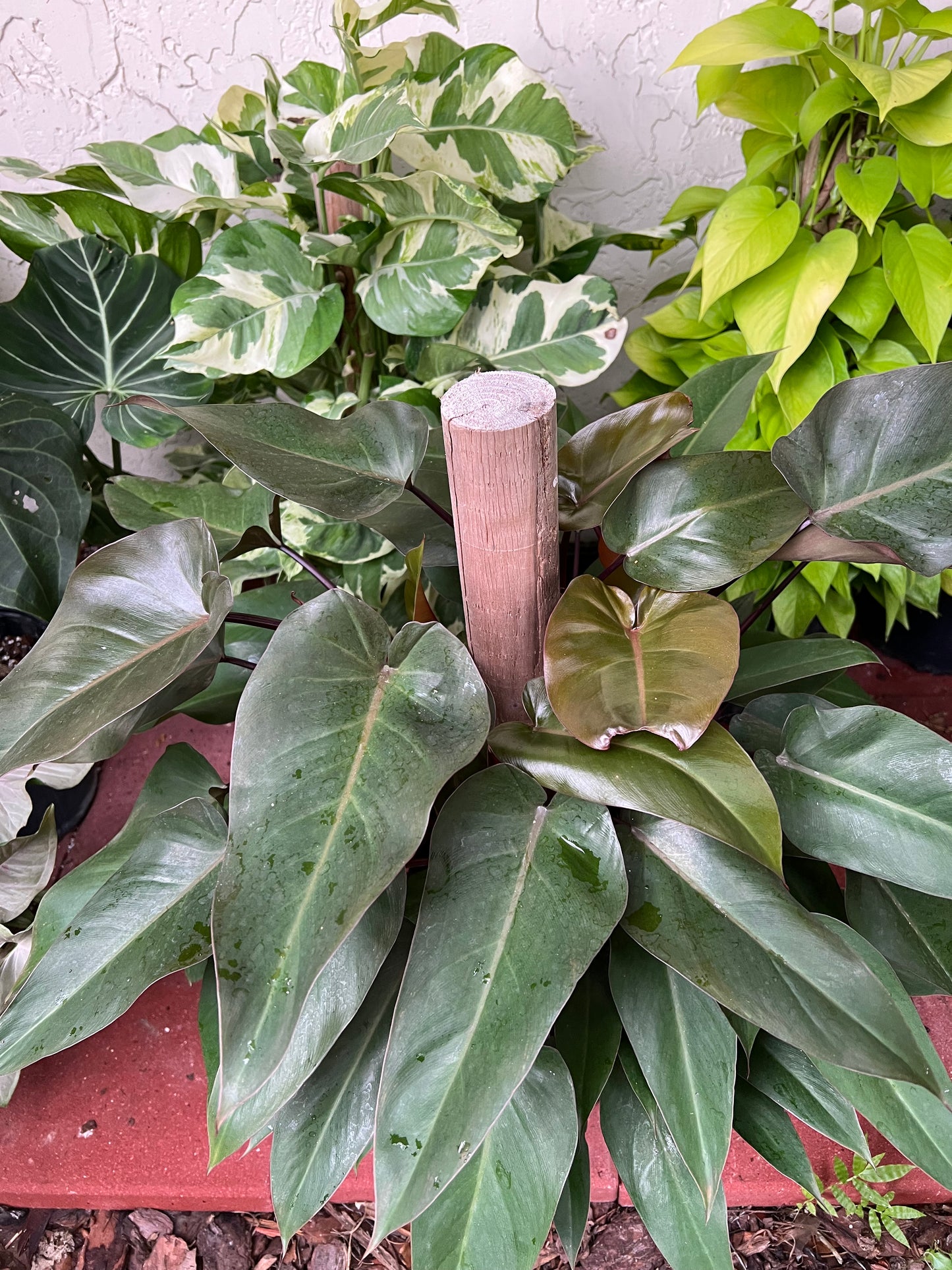 8” Philodendron Bloody Mary Totem