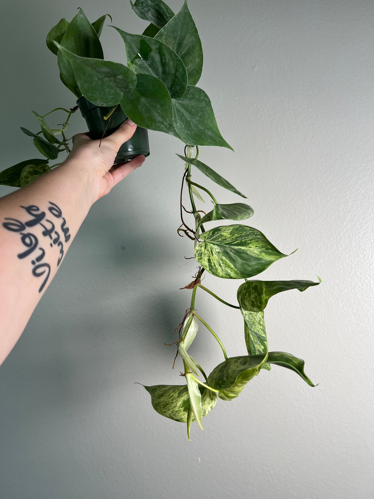 4” Variegated Heartleaf Philodendron