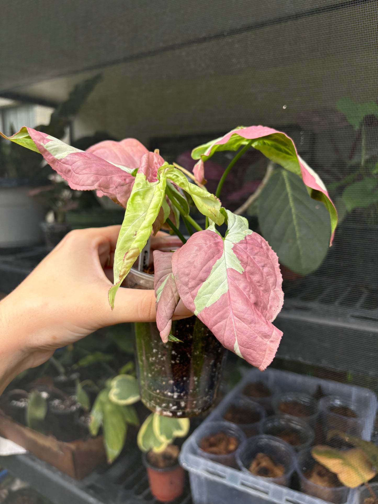 4” Syngonium Raspberry Variegated