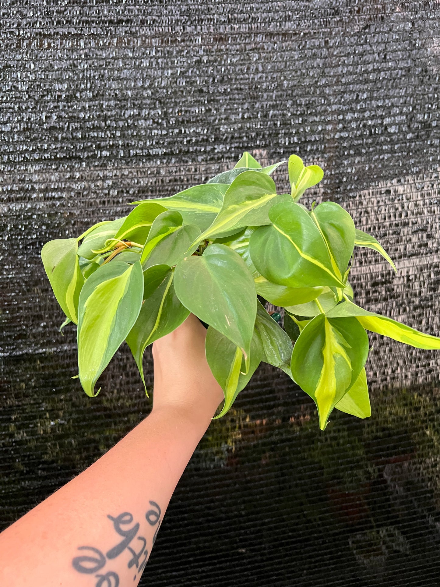 4" Philodendron 'Brasil'