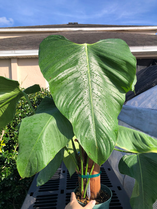8” Philodendron Genevieve Totem