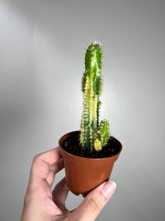 3” Variegated Fairy Castle Cactus