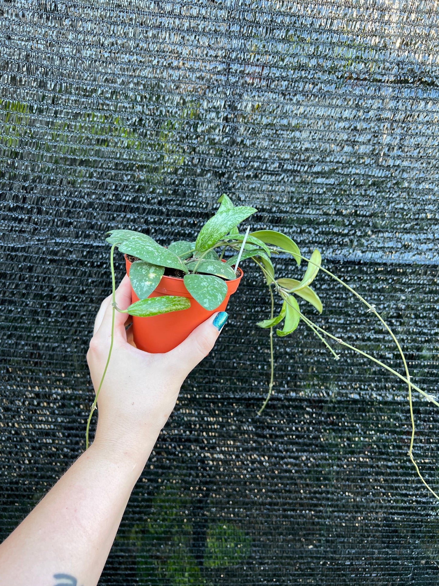 4” Hoya Sigillatis