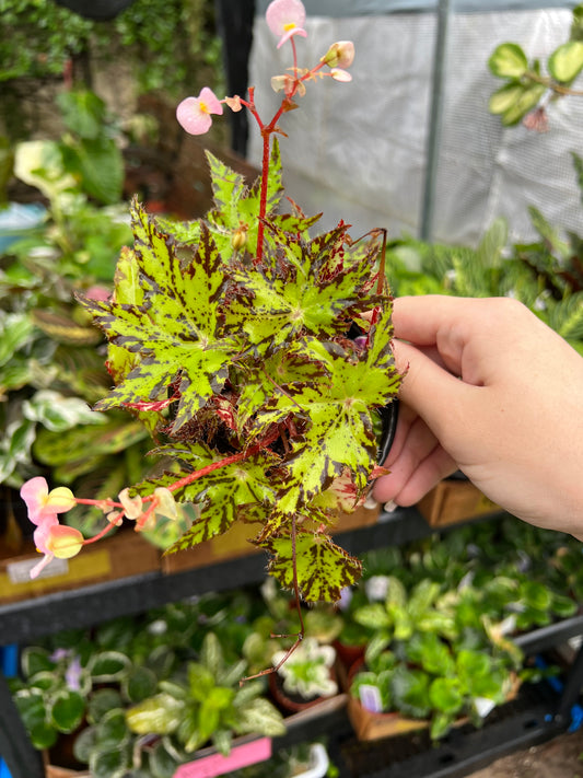 4" Eyelash Begonia