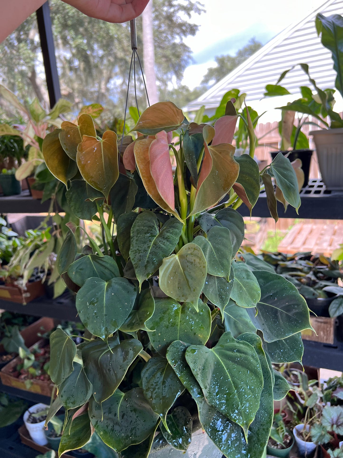 CUTTING: Philodendron Lupinum