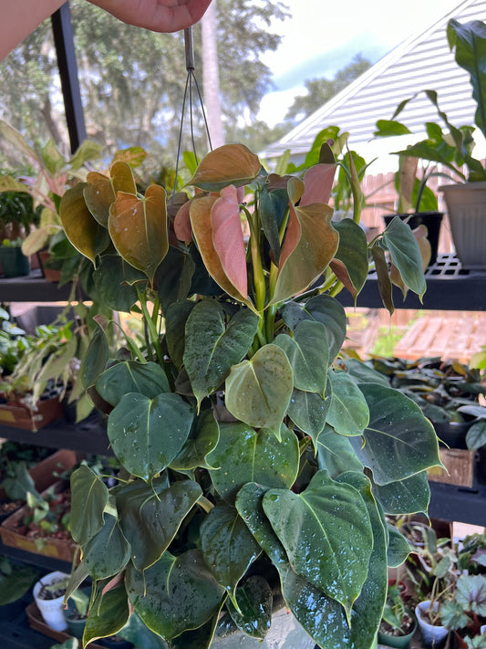 CUTTING: Philodendron Lupinum