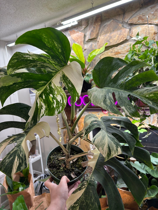 6” Monstera Albo