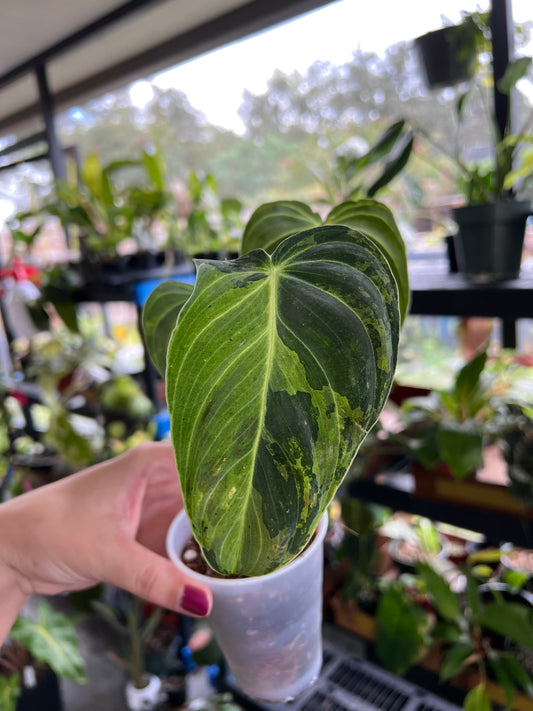 3” Philodendron Melanochrysum Variegated