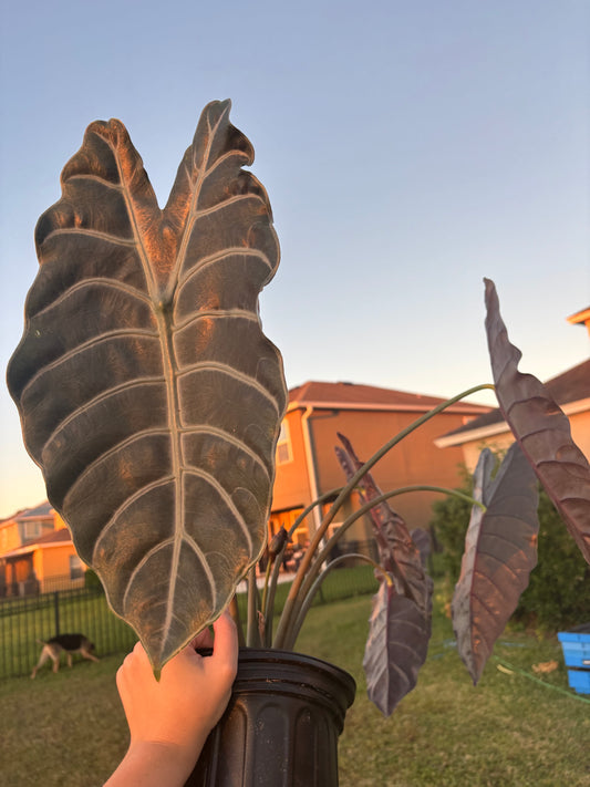 8” Alocasia Chantreiri