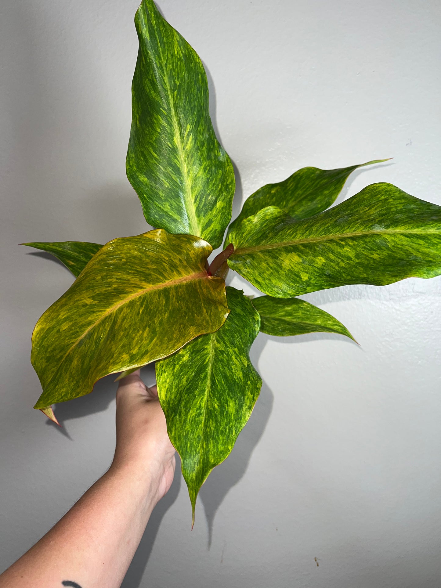 4” Philodendron Orange Marmalade