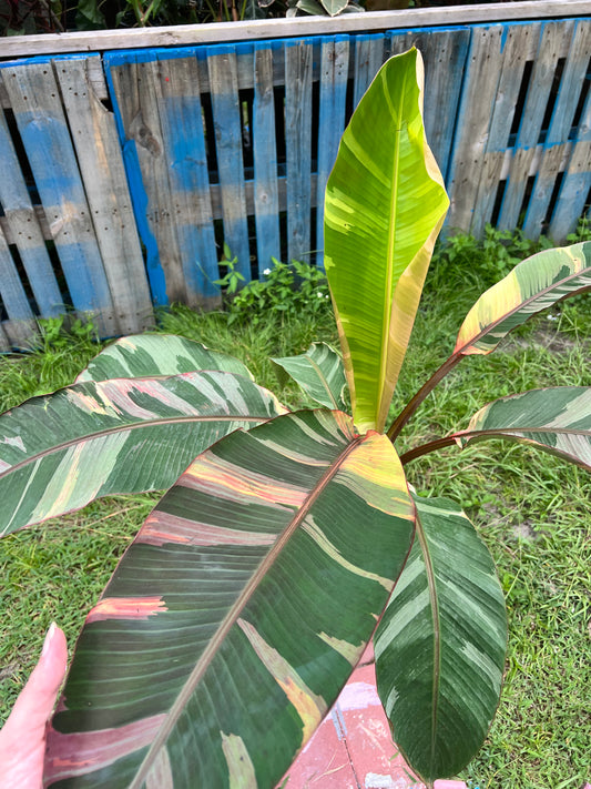 HUGE Musa ‘Nono’ Banana Plant (Pink Variegated)