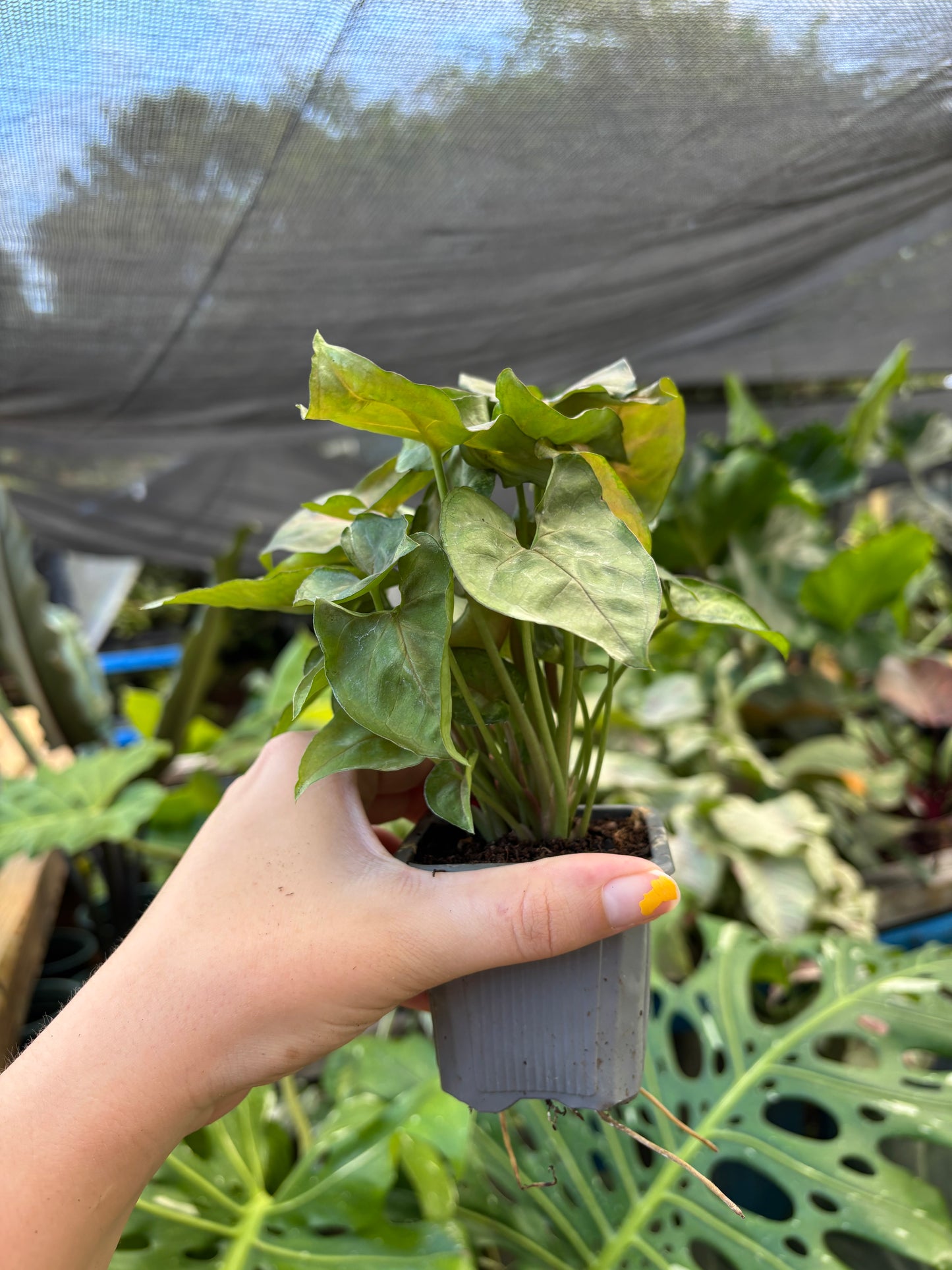 3” Syngonium Maria Allusion
