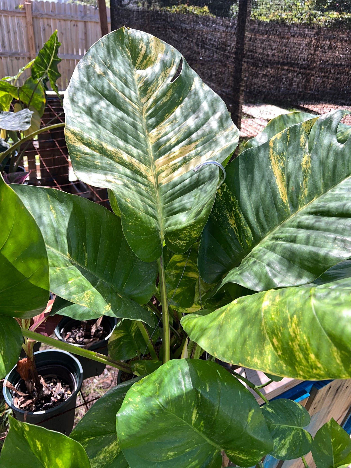 8” GIANT Hawaiian Pothos Hanging Basket