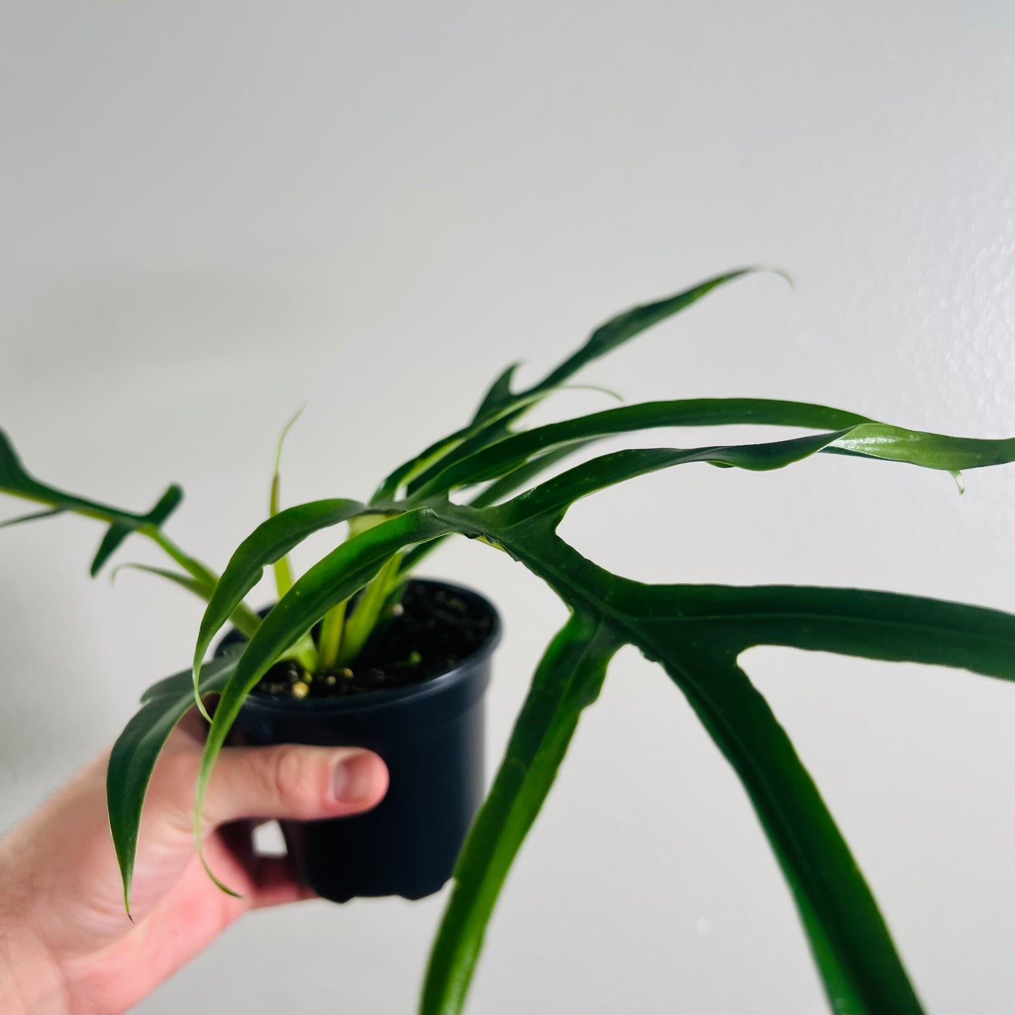 4” Philodendron Tortum