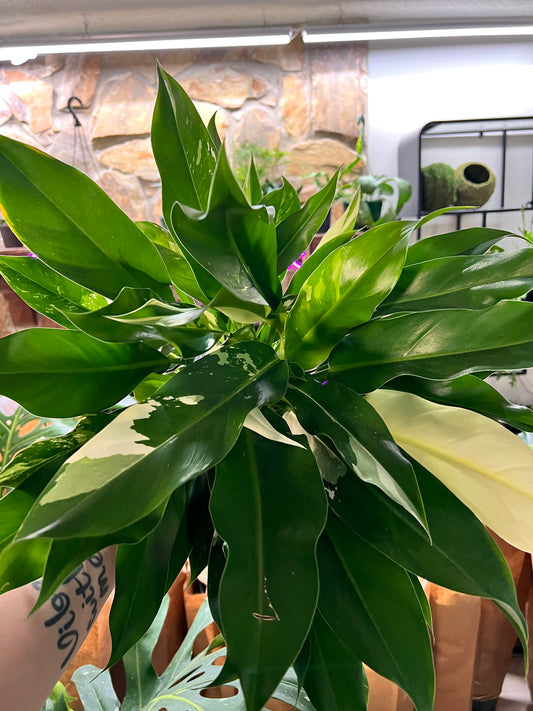 6” Philodendron Wend-Imbe