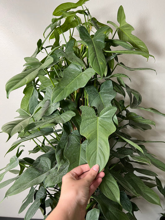 8” Philodendron Panduriforme Totem