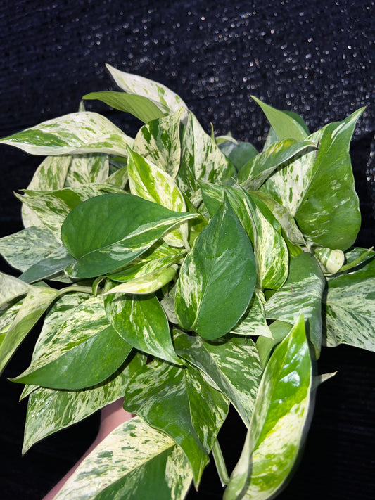 6” Epipremnum Marble Queen (Pothos)