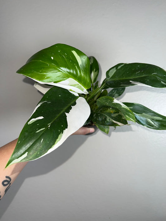 4" Philodendron White Wizard