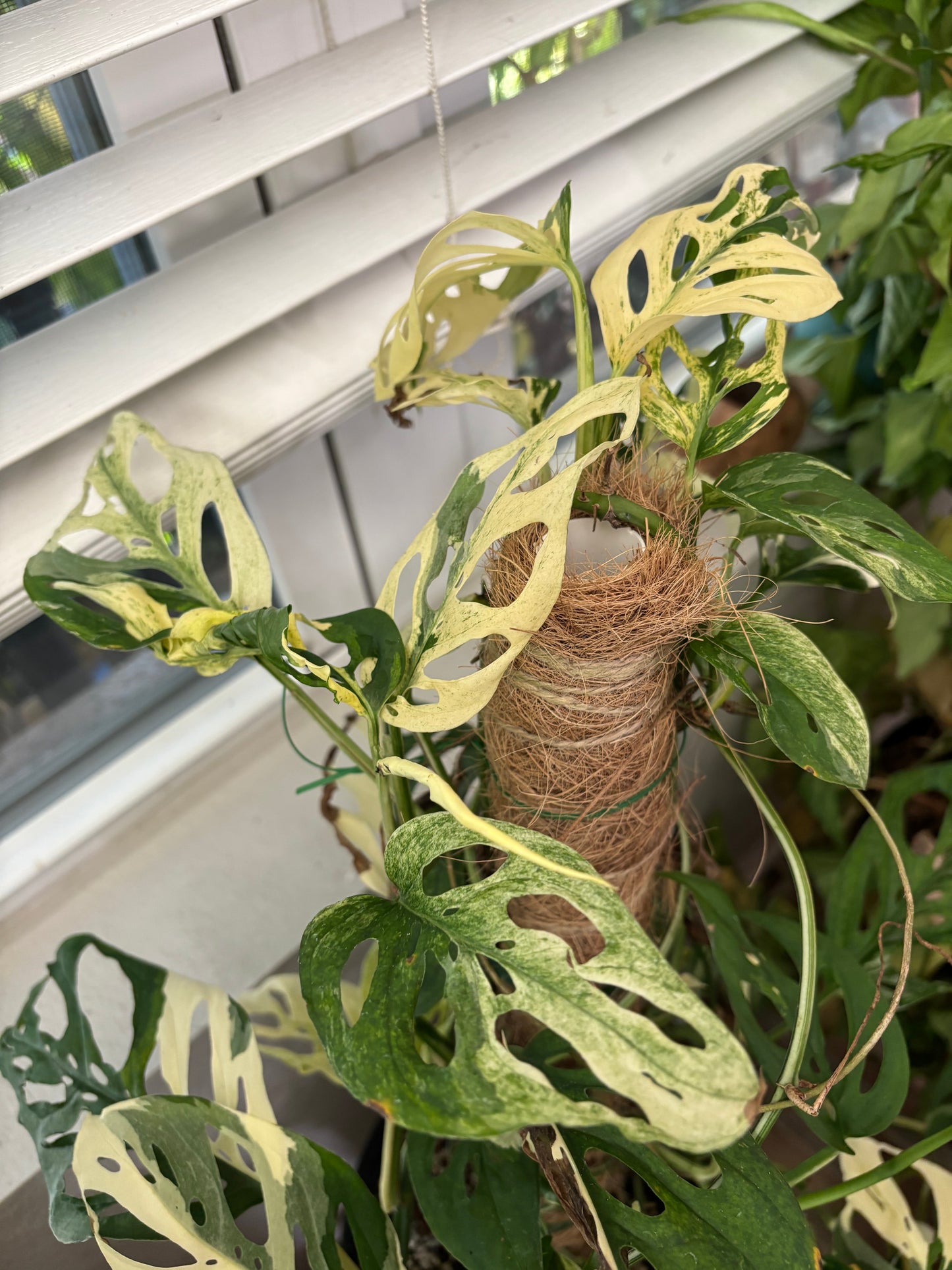 CUTTING: Monstera Adansonii Albo