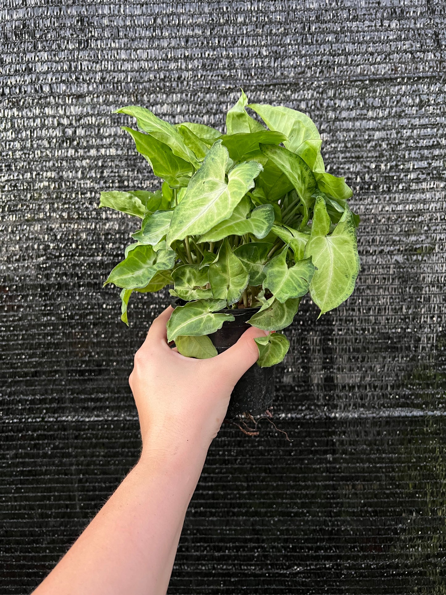 4” Syngonium White Butterfly