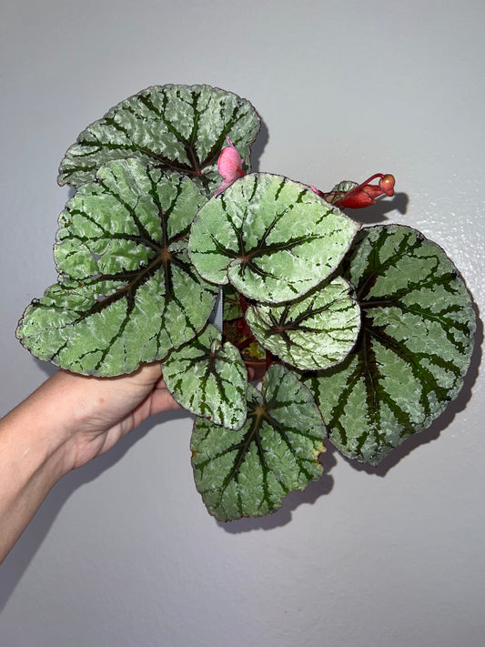 4” Begonia Fedor