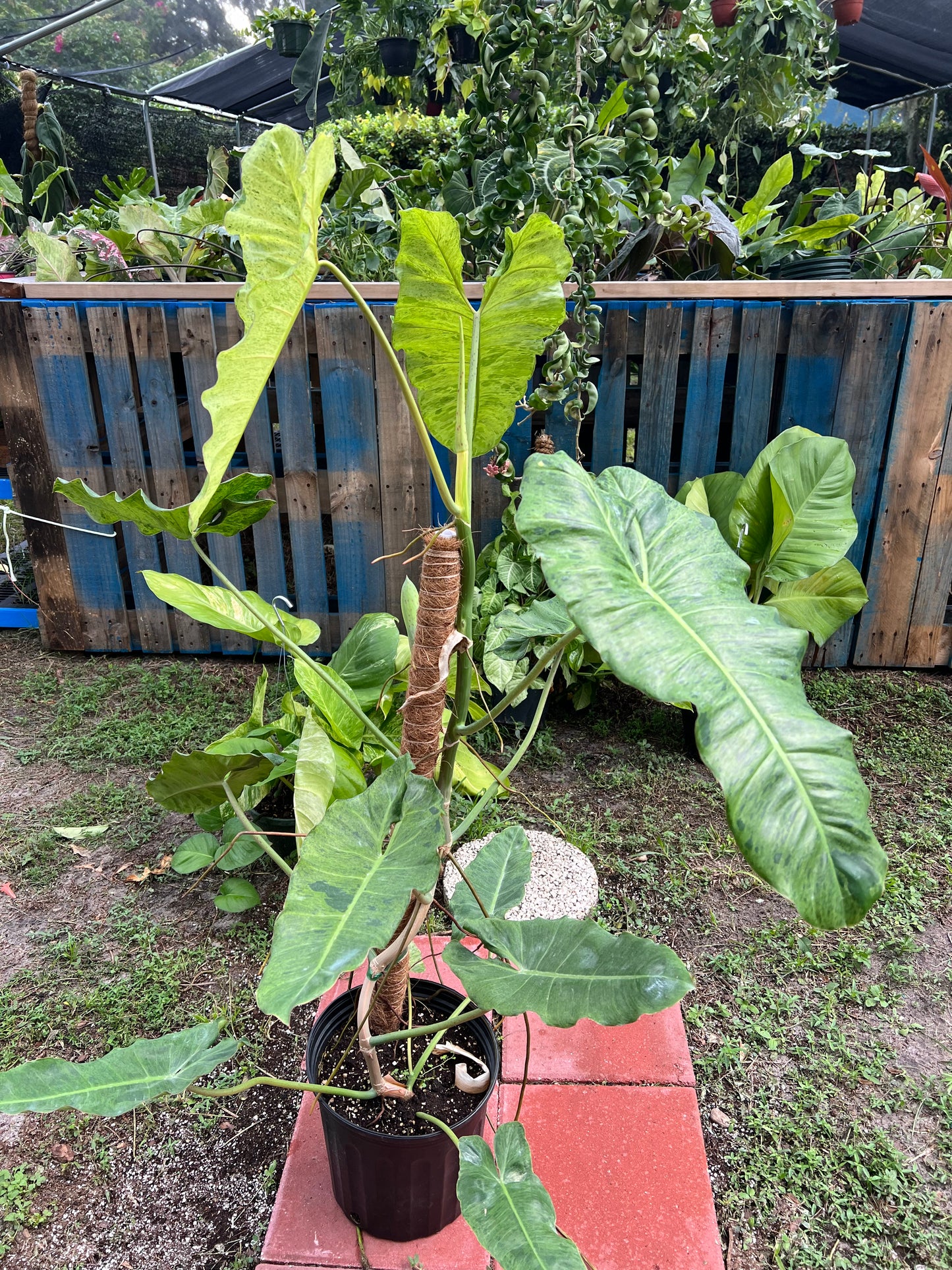 10” Philodendron Paraiso Verde Pole