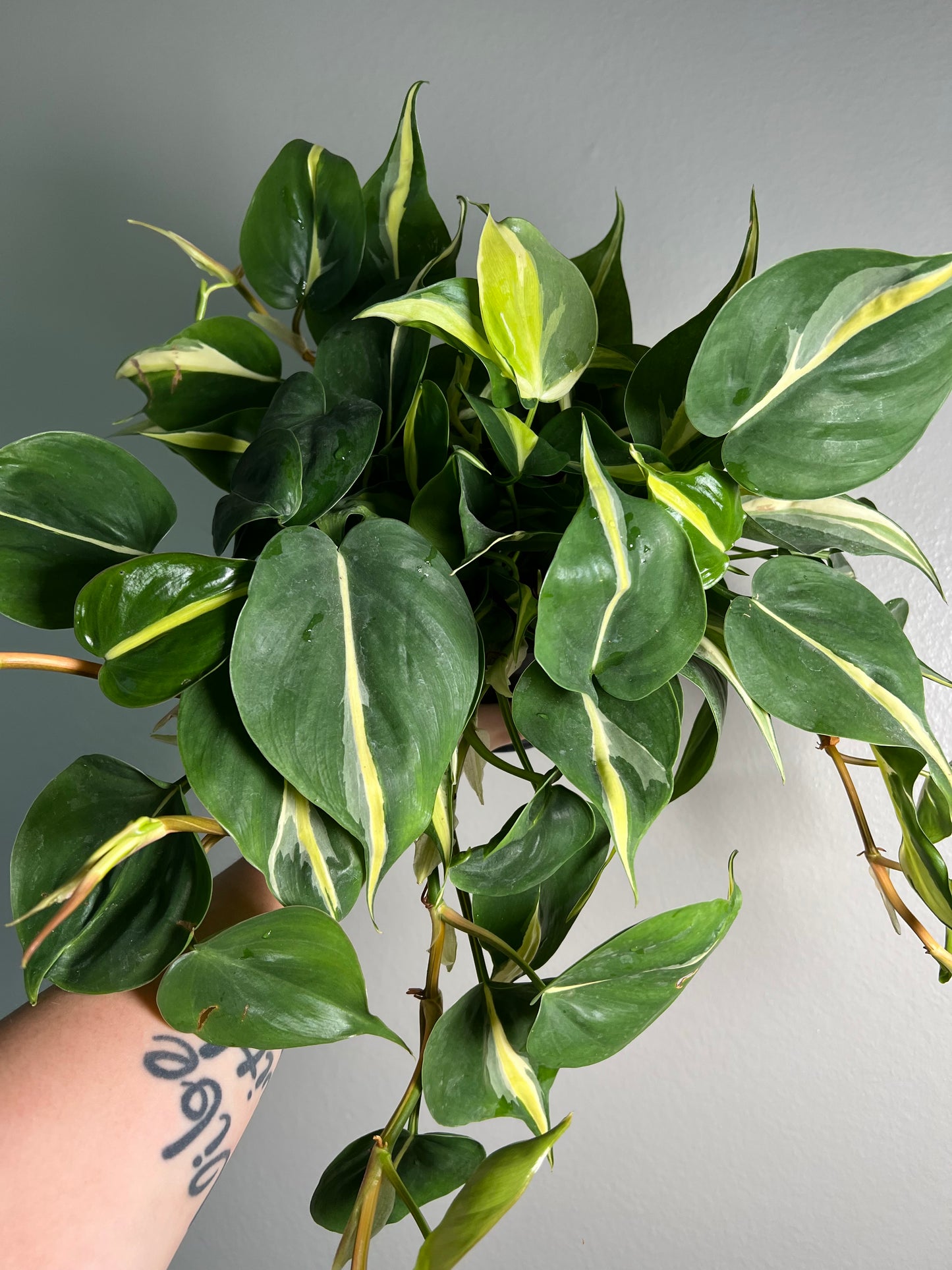 6” Philodendron Cream Splash