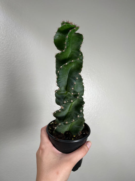 4” Spiral Cactus