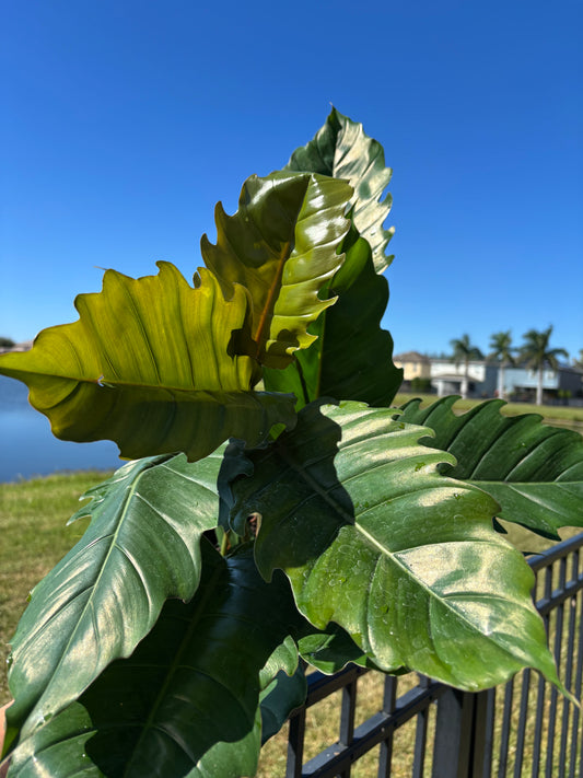 8” Philodendron Pluto