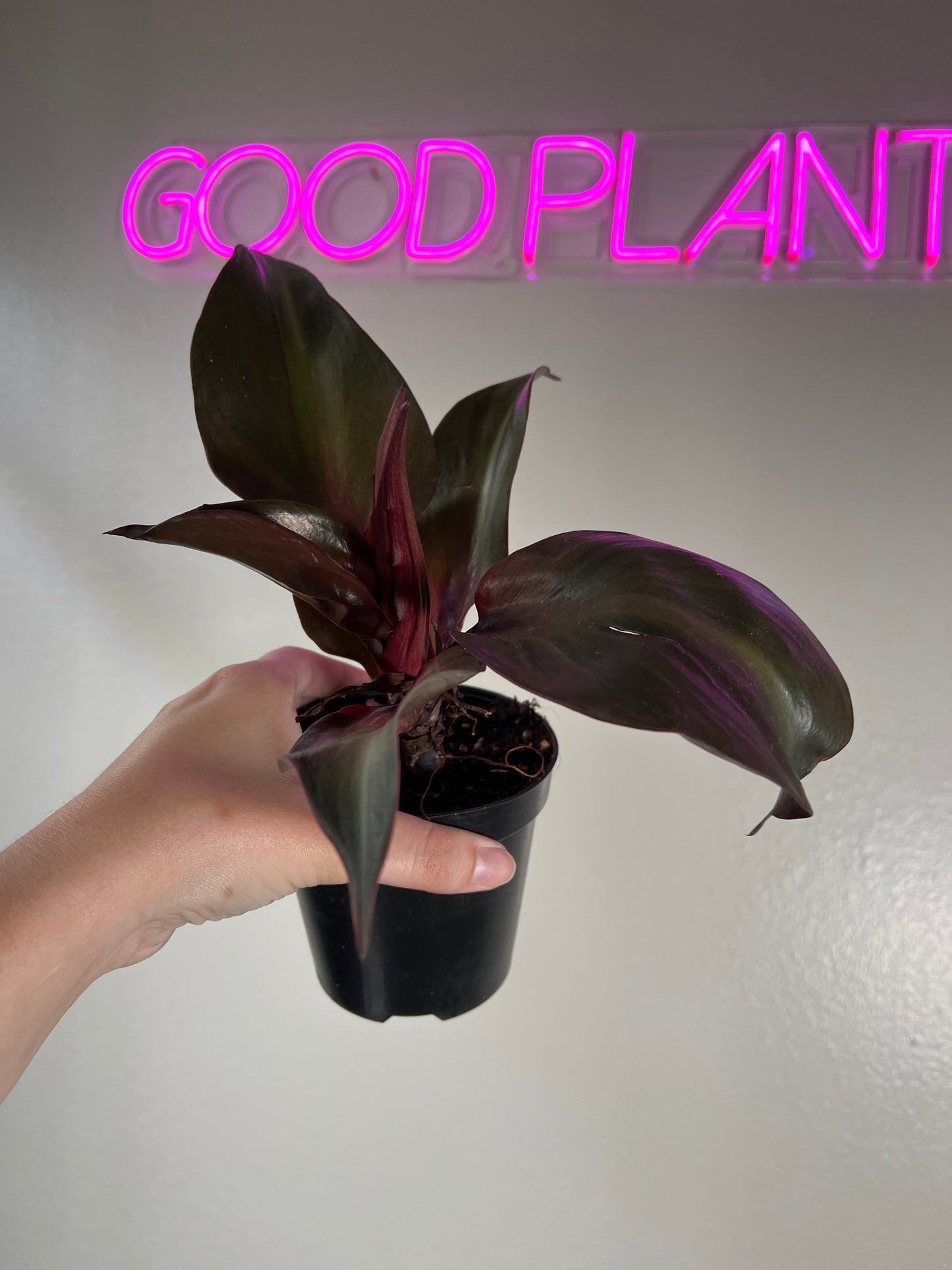 4” Philodendron Red Heart