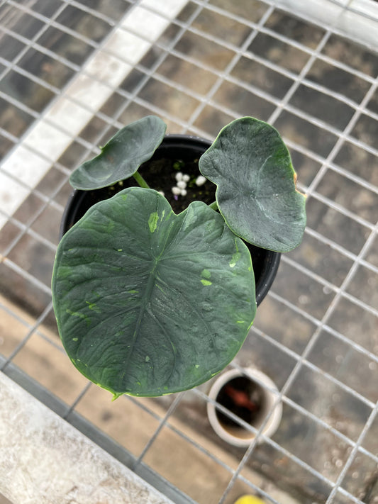 4” Alocasia Chaii