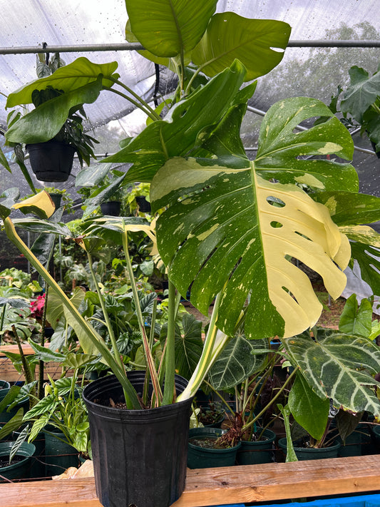 10” Monstera Thai Constellation