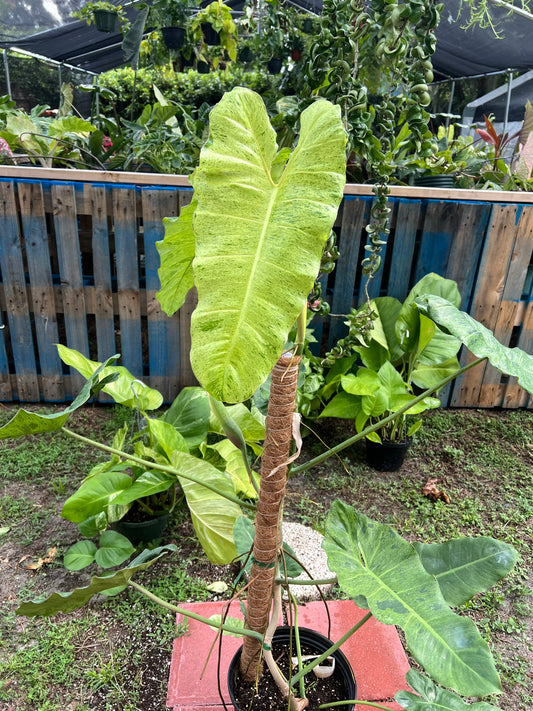 10” Philodendron Paraiso Verde Pole