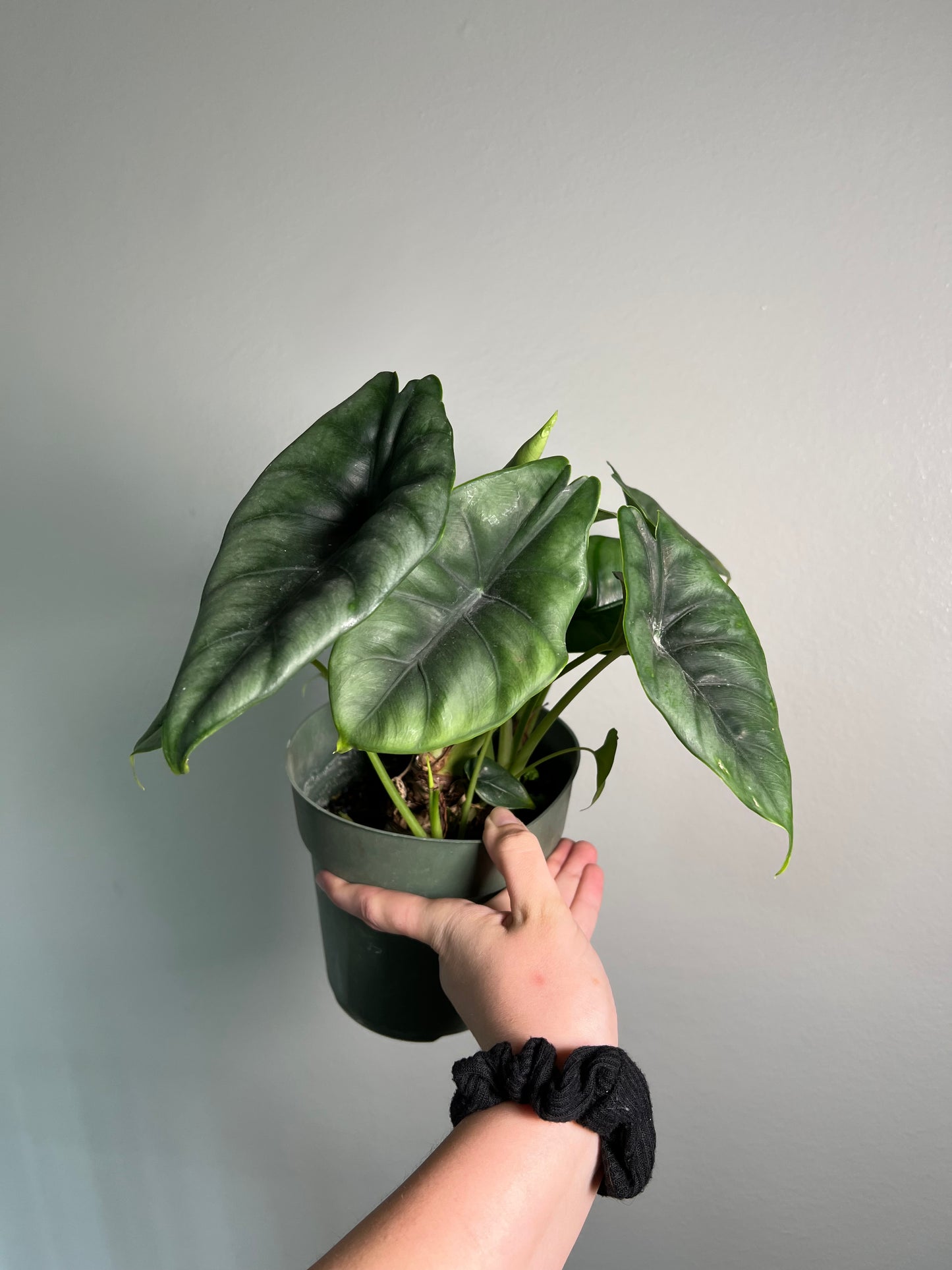 6” Alocasia Reversa