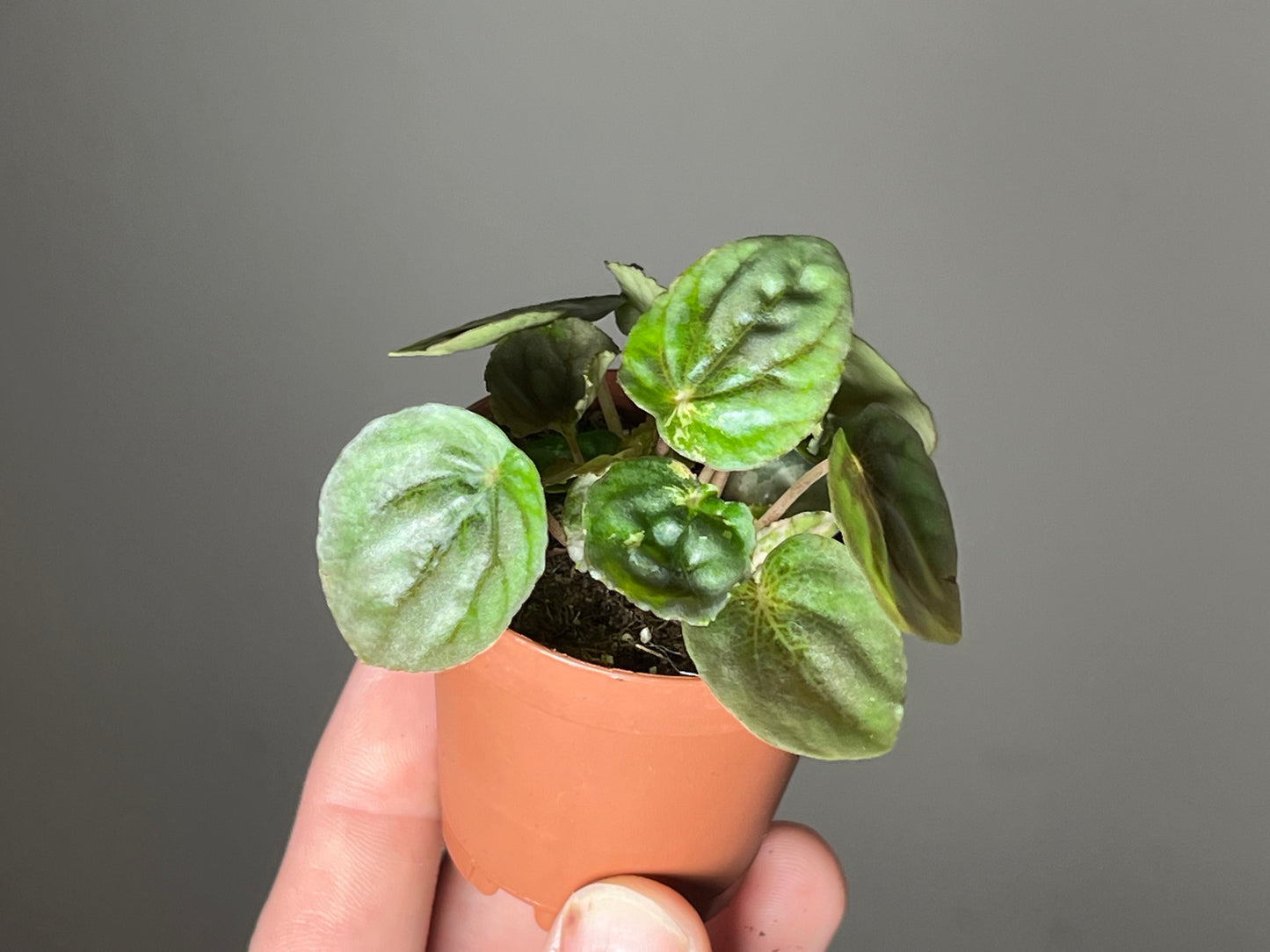 2” Peperomia ‘Pink Lady’