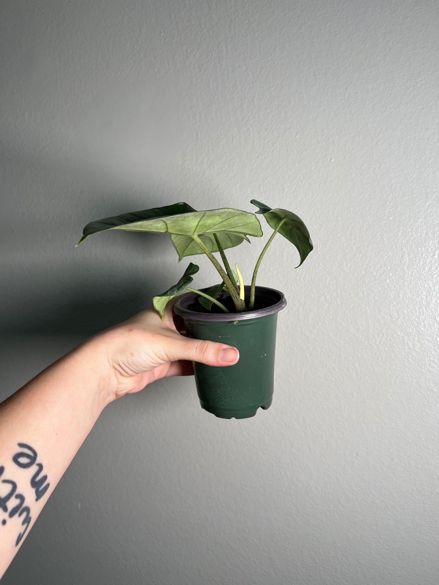 4” Alocasia Blue Dragon