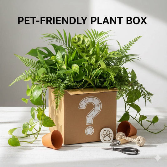 MYSTERY PLANT (Pet Friendly)