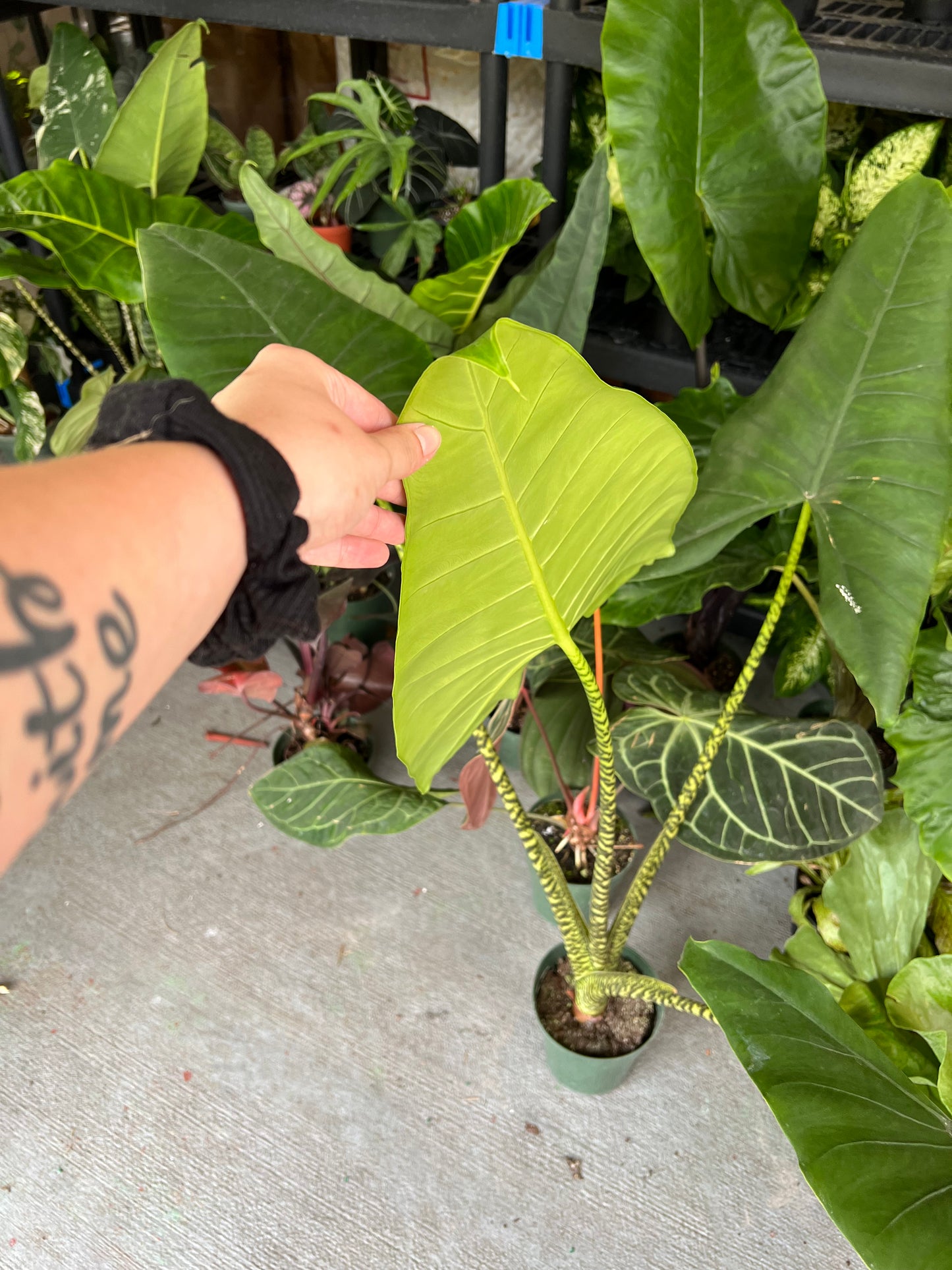 6” Alocasia Zebrina